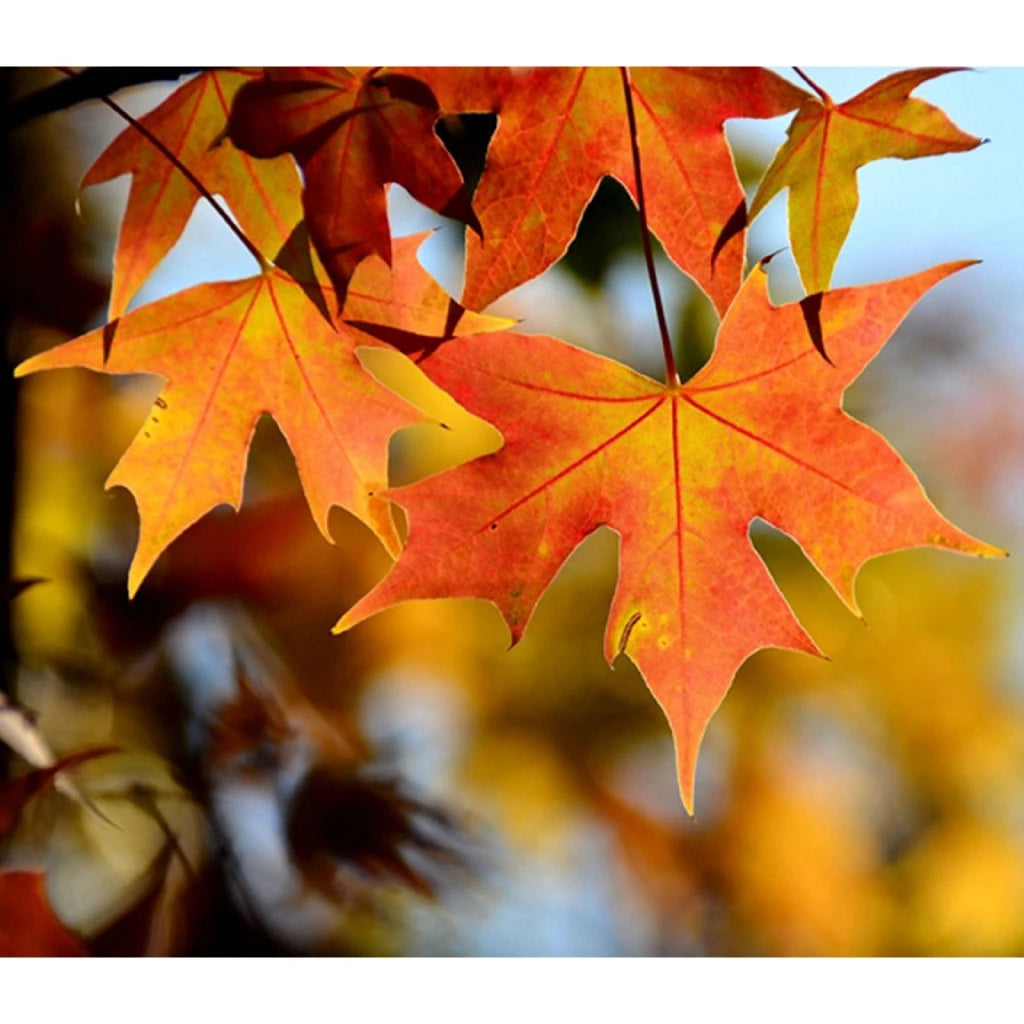 Maple Leaf String Autumn Leaves Garland